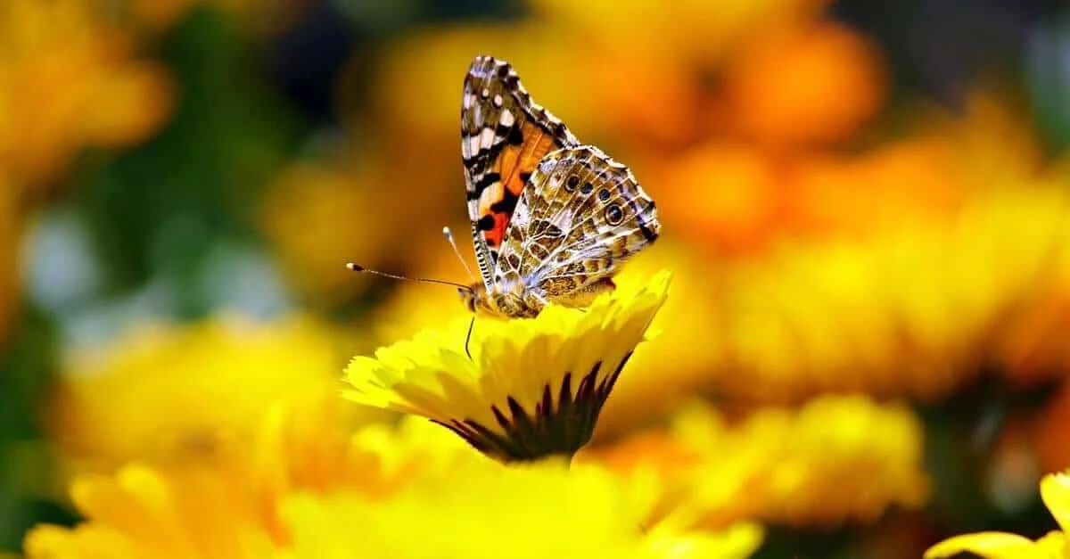 flowers-butterfly