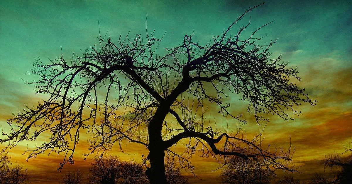 tree-tré