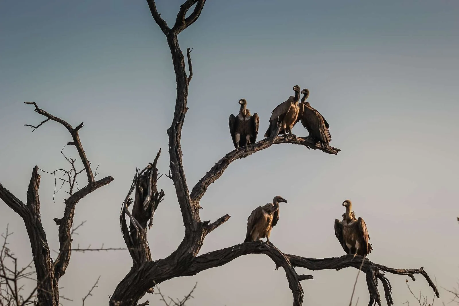 vultures-1081751_1920
